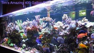 Tim's Amazing Journey with his Beautiful 400 Gallon Reef - AmericanReef Reef Keeping Video