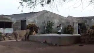 Co-living of humans and lions in Gir: A latest viral clip