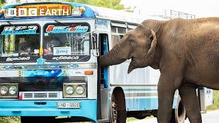 Cheeky Elephant Stops Traffic for Treats | Asia | BBC Earth