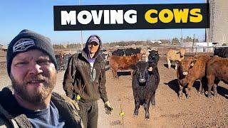 Moving Cows