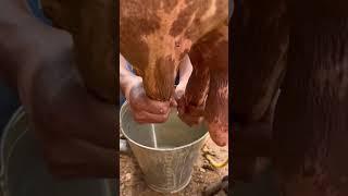 Cow milking by hand #dairy #milk #cow #sapi #vaca #lecherias #funny #shorts #short