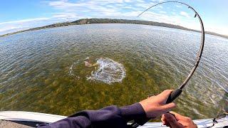 Topwater Flathead Action in the Afternoon