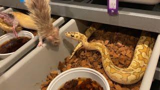 25 insane ball pythons eating live rats