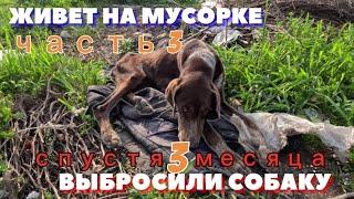 Собака с мусорки спустя 3 месяца. Сделали паспорт.