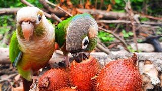 Conure Bird Sounds in the forest | green cheek conure parrot eating Salak Fruit so happy