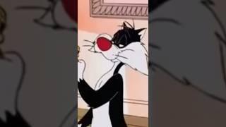 sylvester’s words of wisdom