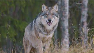 Endangered gray wolf seeing population boom in California