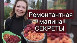 РЕМОНТАНТНАЯ МАЛИНА | ОСОБЕННОСТИ УХОДА ,ОБРЕЗКА И УРОЖАЙ В СЕНТЯБРЕ | Светлана Самойлова