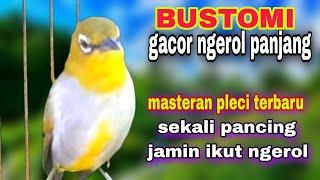 Masteran Pleci Bustomi Gacor Buka Paruh || Pancingan Pleci Omyokan Biar Cepat Bunyi Ngeriwik