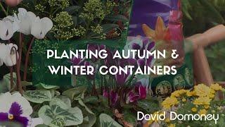 Planting autumn and winter containers