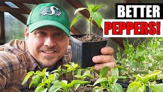 5 Tips To Start Better Peppers - Garden Quickie Episode 191