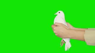 WHITE DOVE BIRD GREEN SCREEN