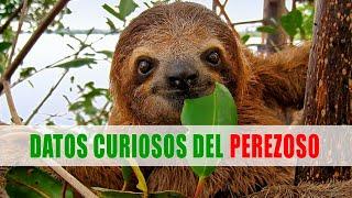 Perezoso, Pereza, Folívoros, Filófagos | Datos curiosos de animales