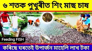 ৬ শতাংশ পুখুৰীত শিং মাছৰ ফাৰমিং / New Business Ideas 2024 / Assam Fish Hatchery / Fish farming Assam