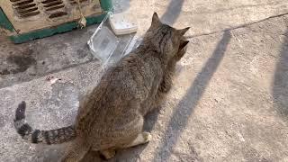 Cats  mating,young male cat in his first time mating, he mates with young cat by force