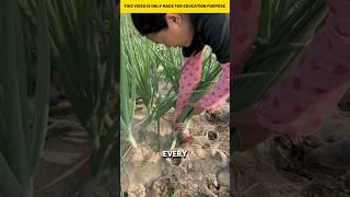 It is hard to work in an onion field #shortvideo