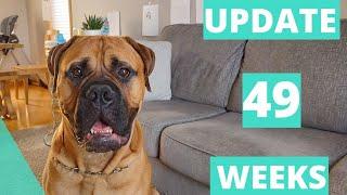 Living With A Bullmastiff (49 Weeks Old)