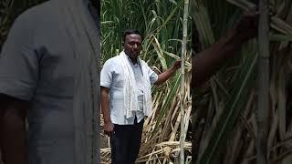 #SugarcaneVariety #SBICoimbature Sugarcane's New Variety CO-09004 cultivation in Peninsular zone...