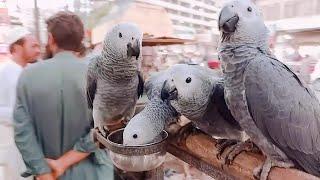 African Grey Parrots Price Sadar Market Karachi | Farhan Ansari