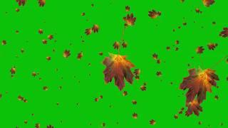 Autumn Leaves Falling Animation White, Blue & Green Screen Effect