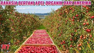 Rahasia Pertanian Modern Buah Apel Organik di Amerika