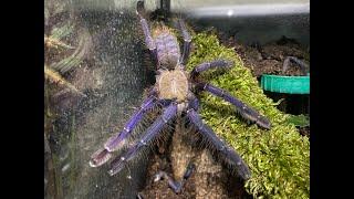 Omothymus violaceopes, Singapore Blue rehouse and care