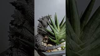 Sansevieria cylindrica Boncel Godzilla #plant #sansevieria #houseplants