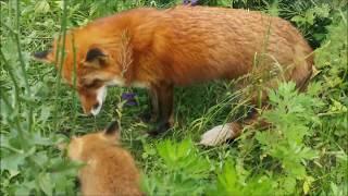 Vasilisa the Fox became a Mom!