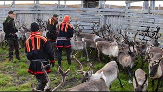 The Magnificent Reindeer People of Northern Norway - the Sami