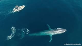 Blue Whale Suprise