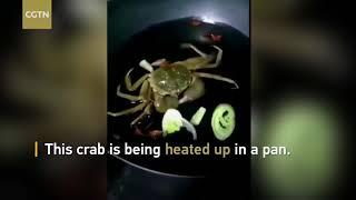 THE LAST SUPPER OF A POOR CRAB BEFORE DEATH PENALTY!!!