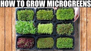 How To Grow Microgreens | Ready To Eat in 10 Days