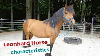Leonhard Horse | characteristics, origin & disciplines