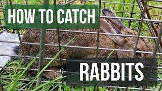 How to Catch a Rabbit with a Live Animal Trap
