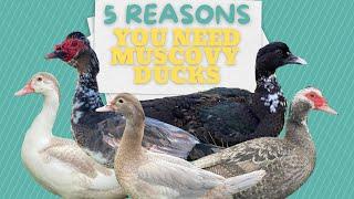 5 Reasons You Need Muscovy Ducks