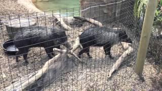 Visayan Warty Pig (Sus cebifrons) at the Pittsburgh Zoo