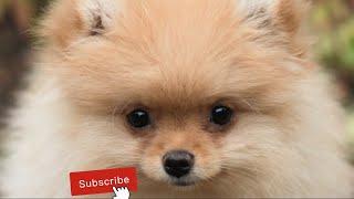 Funniest animals ever | Awesome World365 #shorts