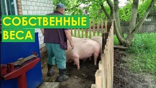 Первая продажа свиней на собственных весах. Сім'я в селі.