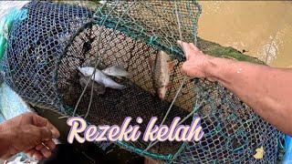 Rezeki kelah vs kenderap, jengkuo