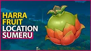 Harra Fruit Genshin Impact 3.0 Sumeru