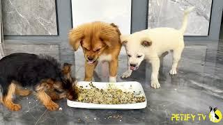 Funny Puppies Food Review 2024  Petify TV Dogs Series 21  Puppies Eating Homemade Healthy Food