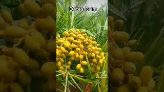 Dwarf Dates Palm #palm #dates #shortvideo #short #yooragardentips