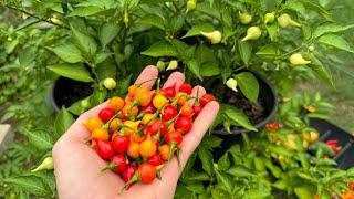 Biquinho Pepper Harvest