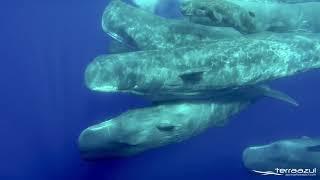 The Sound of Sperm Whales | WHALEZONE.TV