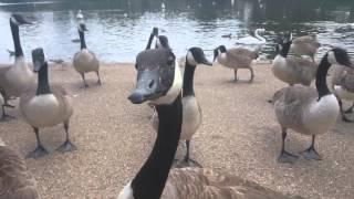 Feeding Canada geese