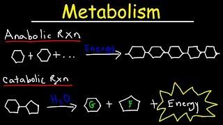 Metabolism, Anabolism, & Catabolism - Anabolic vs Catabolic Reactions