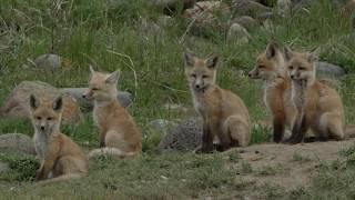 Red Fox Mom Caring for 13 Babies All by Herself
