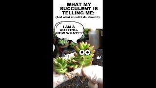 How to GROW SUCCULENT CUTTINGS - What my Succulent is telling me #succulent #succulentpropagation