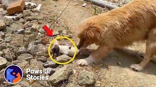 "Please adopt my puppies" Mother dog brought her newborn puppies asking for help from humans.