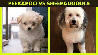 PEEKAPOO VS SHEEPADOODLE | What is the differences in a Peekapoo and Sheepadoodle